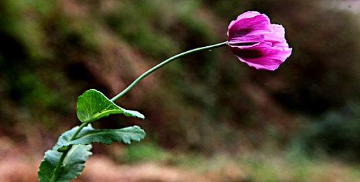 《四海兄弟：故乡》全新预告 西西里风情展示